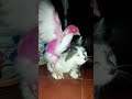 Persahabatan Ayam &amp; Kucing