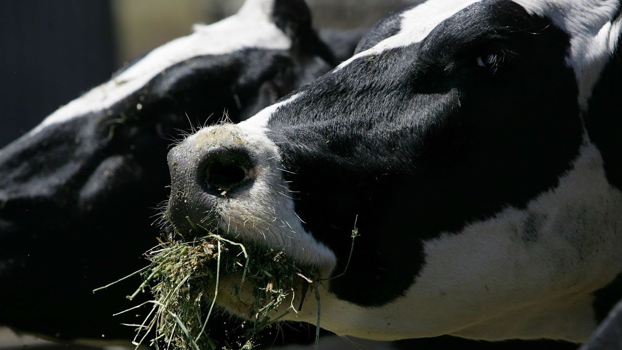 New Breath Test Can Tell If A Cow Is Pregnant YouTube