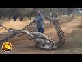 Giraffe Thanks the Men Who Rescued Her ❤️😭
