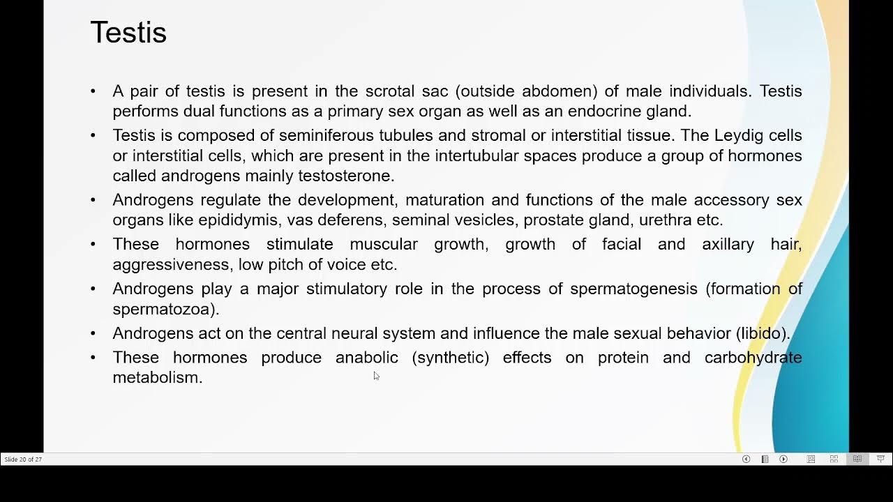 Hormones produced by Testes and Ovary YouTube