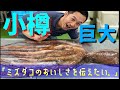 【世界最大種タコ】小樽前浜産　北海 水ダコを仕入れて茹でたて半生でいただく！【その他いろいろ極旨レシピあり】