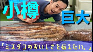 【世界最大種タコ】小樽前浜産　北海 水ダコを仕入れて茹でたて半生でいただく！【その他いろいろ極旨レシピあり】