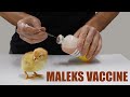Vaccinating chicks against maleks disease