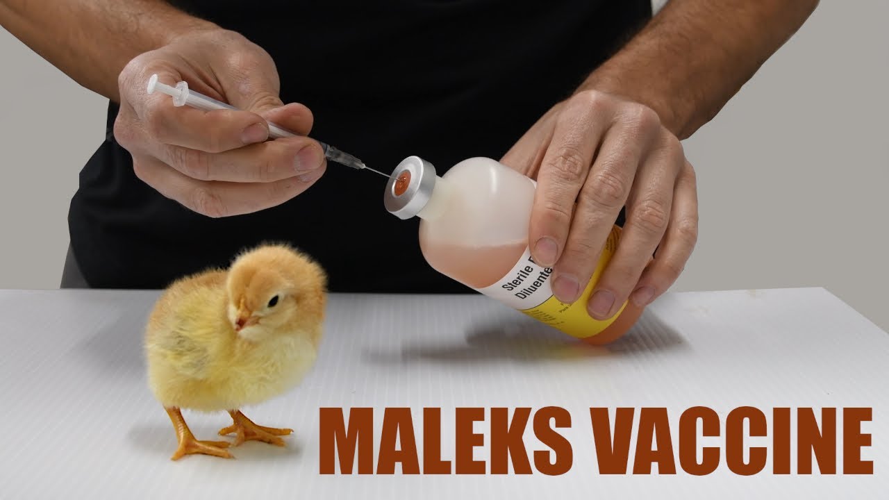 Vaccinating chicks against Malek's disease