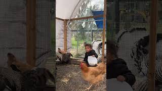 TWINS FEEDING THE CHICKEN JAN 2026