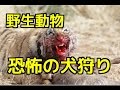 【閲覧注意】①トラが犬を捕食　トラの攻撃の前に為す術無・・②ジャガーVS猟犬/ヒョウVS犬③ライオンのグロ捕食シーン