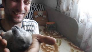 Декоративный кролик в 2-х недельном возрасте. Декоративный кролик в 2-х недельном возрасте.
