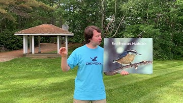 Bird of the Week: Red Breasted Nuthatch