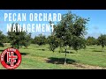 Spring pecan orchard management  pruning pecan trees  drip irrigation