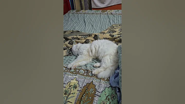 Watch the video about Cute Sleeping Persian cat(SALT) #cat #catlovers #prettycat #cutecat #catshorts #kitten #cutepet