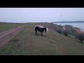 Two horses 🐎 together on a hillside / Две лошадки 🐴 вместе на склоне холма + #horses #horse