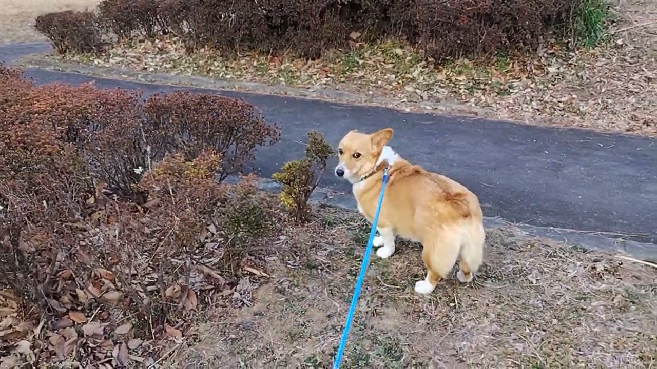 ウェルシュ・コーギー　ペンブローク　生後６６６日　女の子　２０２６年１月２５日　そらの成長過程３９０