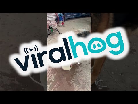 Video: Wanneer 'n hond baie water drink?