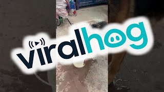 The Most Graceful Way To Drink Water || ViralHog