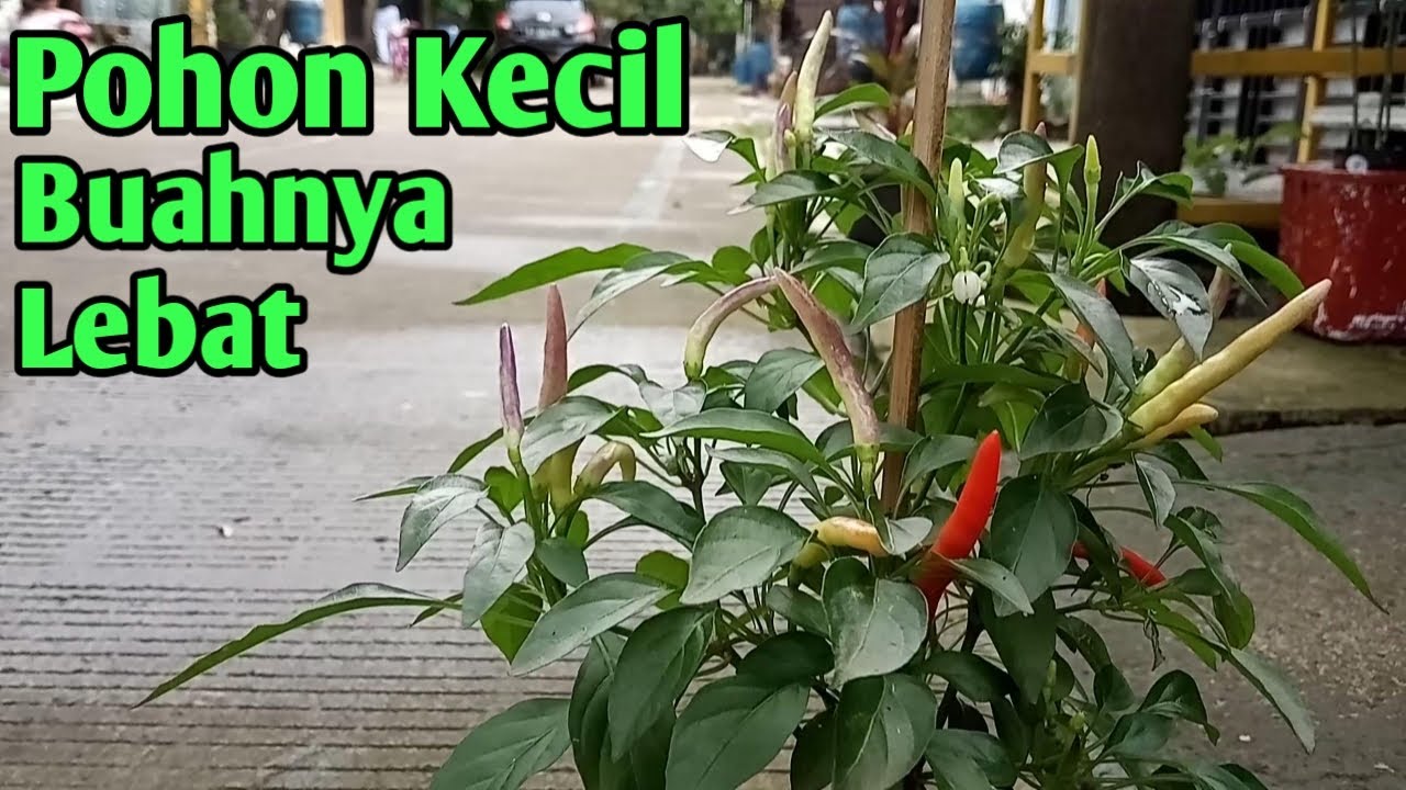 Cara menanam cabe rawit dalam polybag semi hidroponik  