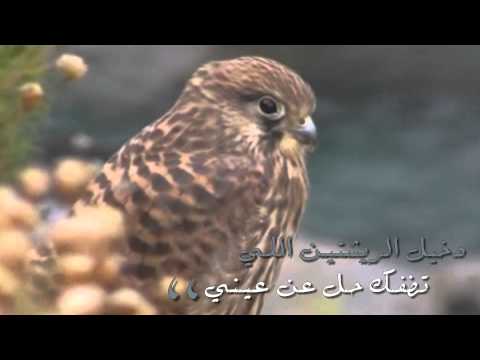 حزيـن مـن الشتـاء والاحزيـن مـن الظمـا ياطـيـر كلمات الشاعر مساعد الرشيدي رحمه الله