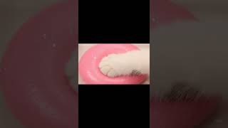 심장 녹는 핑크 발바닥🐾슬라임 ASMR | 고양이젤리 촉감놀이
