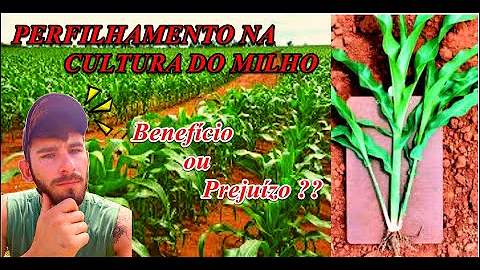 O que pode causar perfilhamento no milho?