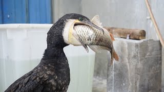 Watch This Crazy Bird Swallow A Fish Bigger Than Its Head. Cormorants Are Amazing Hunters.