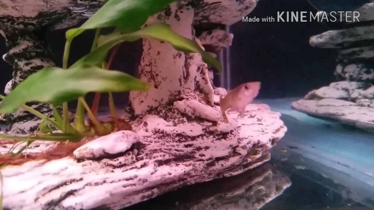 Floramax T8 and Guppies