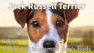 Jack Russell Terrier - Legacy Of The Hunt
