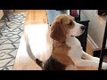 18 sounds a beagle makes in under 4 minutes の動画、YouTube動画。