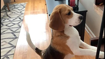 Comment empêcher un Beagle d'aboyer ?