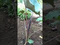 Caladium or Alocasia