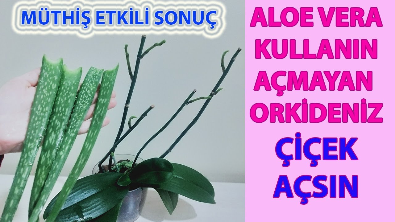 ALOE VERA İLE MÜTHİŞ SONUÇ, ALOE VERA İLE ORKİDE ÜSTÜNDE ÇİÇEK DALI VE KEİKİ OLUŞTURMA, ALOEVERA JEL