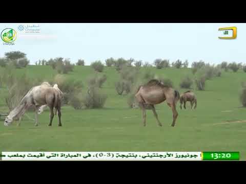 قرية لودي مقاطعة كنكوصة خريف 2018 مورتانيا الأعماق