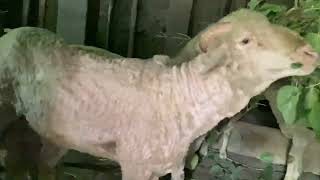 Sheep Unitshadpagrinnovations123