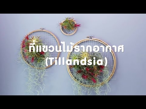 ที่แขวนไม้รากอากาศ