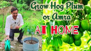 Best Method of Growing Hog plum or Spondias Or Amra at garden or on your terrace