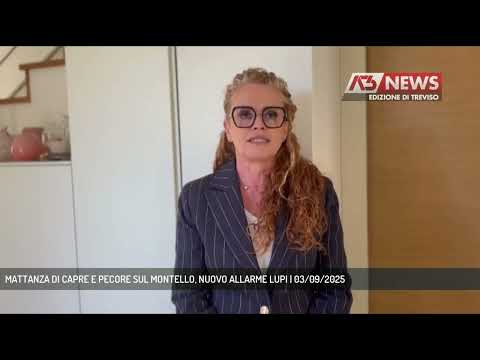MATTANZA DI CAPRE E PECORE SUL MONTELLO, NUOVO ALLARME LUPI | 03/09/2025