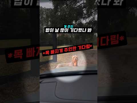 주인 오기만 기다리던 강아지의 질주 thumbnail