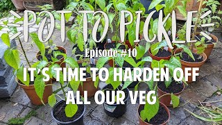 It’s Time To Harden Off All Our Veg  #PotToPickle Ep.10
