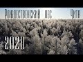 Рождественский лес 4K // Никита Ильин Чита 2020