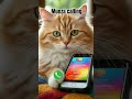 Munza Calling Ringtone Cat Trending Cutecat Youtubeshorts Viralshort Calling Kitten Munza Calling Ringtone Cat Trending Cutecat Youtubeshorts Viralshort Calling Kitten