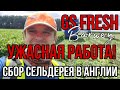 Часть 2. Условия в караванах. Работа в поле! СБОР СЕЛЬДЕРЕЯ на ферме в Англии. GS FRESH. BARWAY.