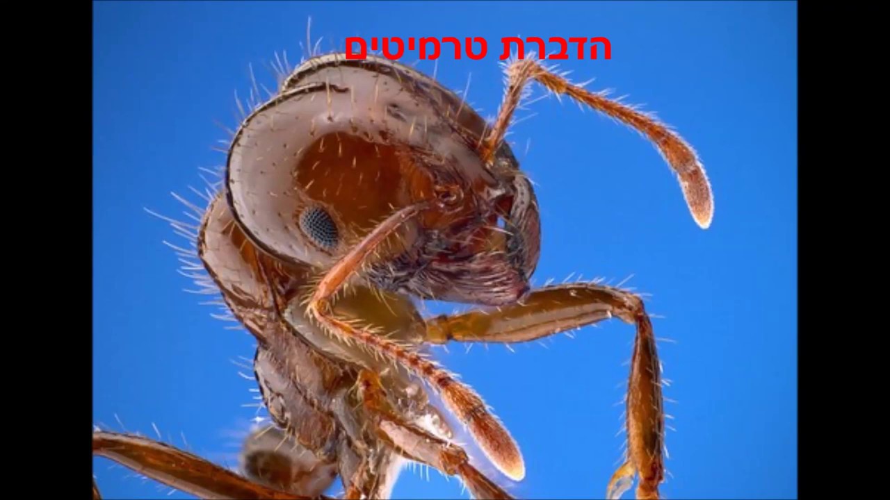 ריסוס יתושים | התקשרו : 055-9912662