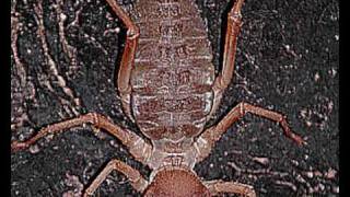 CAMEL SPIDER stories (REMAKE)