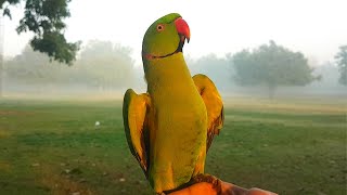Whistling Master Indian Ringneck Parrot Talking and Dancing - Nature Speaks to Those Who Listen! screenshot 2