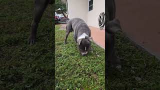 Drako Is An Absolute Unit Of A Pittie! 🦍
