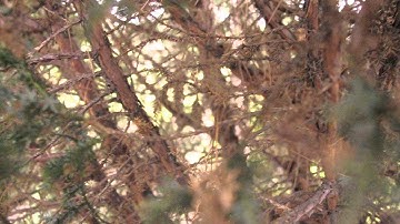 Pentax K-R - video recording test