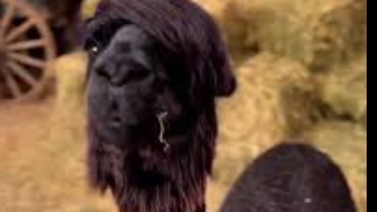 CONTINUING YAKUZA 0 - ELDEN RING? - REACTS