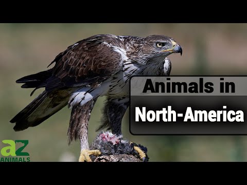 Wildlife in North America: Guide to North American Animals