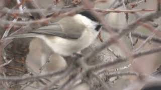 Nature Music UA. Відео Фото Полювання. Одещина. Птахи.