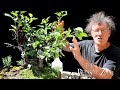 Apple Bonsai Update and More, The Bonsai Zone, June 2020