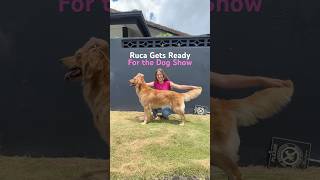 Ruca’s DOG SHOW Prep!!! 💓🦮 #dogshow #goldenretriever #dogtraining #dogs #goldenretreiver