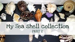 My Shell Collection | Part 2 | Kleeable by The Nature Nomad 12 views 1 year ago 36 minutes